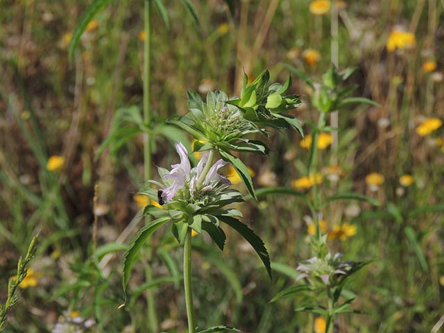 Monarda citriodora ssp. citriodora (Lemon beebalm) #65430