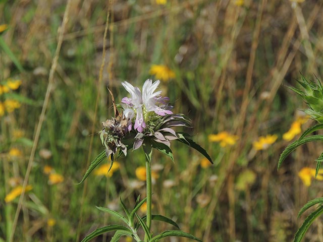 Monarda citriodora ssp. citriodora (Lemon beebalm) #65431