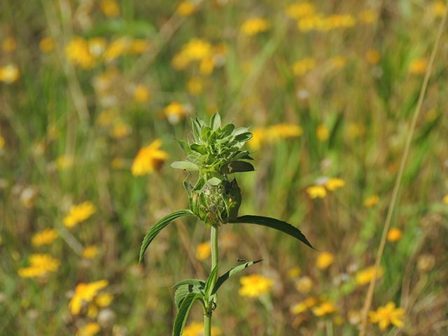 Monarda citriodora ssp. citriodora (Lemon beebalm) #65432