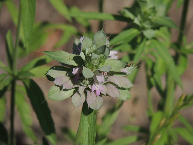 Monarda citriodora ssp. citriodora (Lemon beebalm) #65433