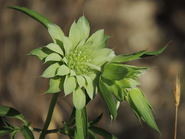 Monarda citriodora ssp. citriodora (Lemon beebalm) #65434