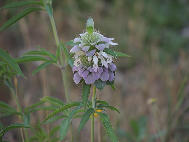 Monarda citriodora ssp. citriodora (Lemon beebalm) #65435