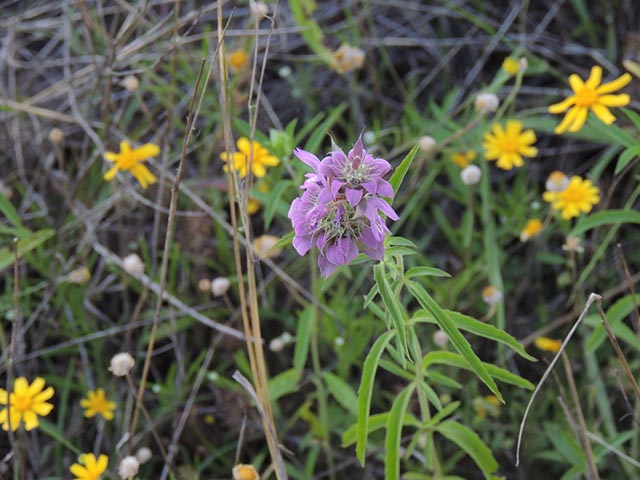 Monarda citriodora ssp. citriodora (Lemon beebalm) #65436