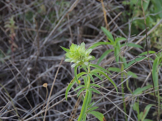 Monarda citriodora ssp. citriodora (Lemon beebalm) #65437