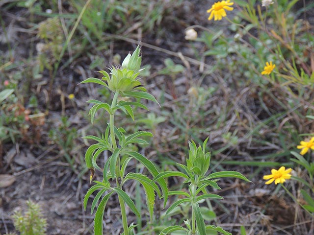 Monarda citriodora ssp. citriodora (Lemon beebalm) #65438