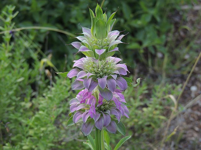 Monarda citriodora ssp. citriodora (Lemon beebalm) #65439