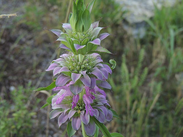 Monarda citriodora ssp. citriodora (Lemon beebalm) #65440