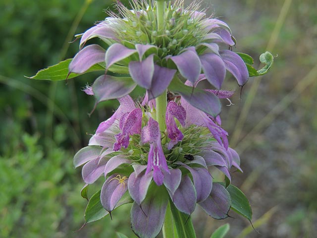 Monarda citriodora ssp. citriodora (Lemon beebalm) #65441