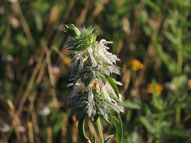 Monarda citriodora ssp. citriodora (Lemon beebalm) #65442