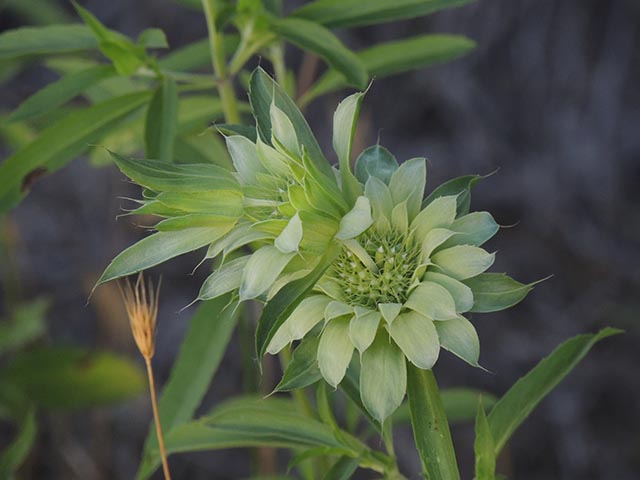 Monarda citriodora ssp. citriodora (Lemon beebalm) #65443