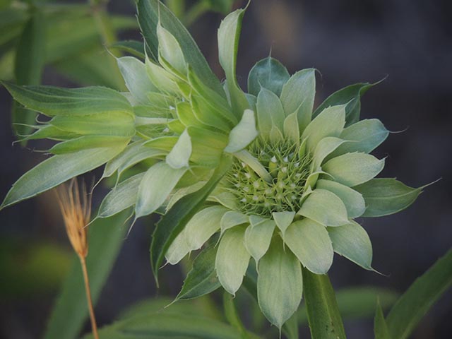 Monarda citriodora ssp. citriodora (Lemon beebalm) #65444