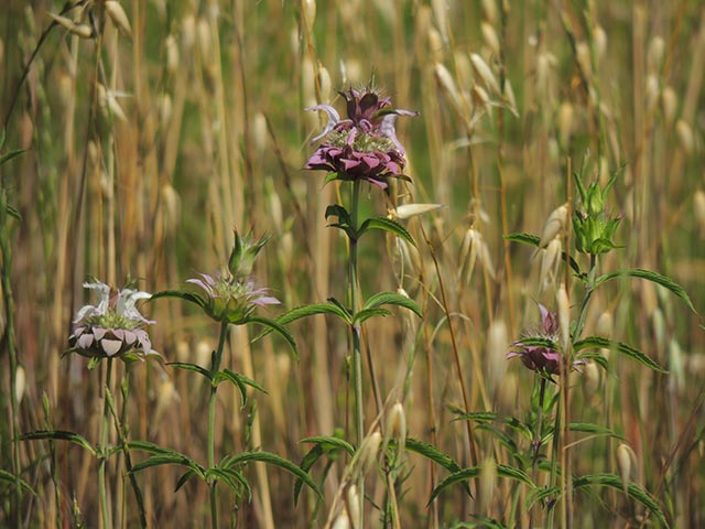 Monarda citriodora ssp. citriodora (Lemon beebalm) #65446