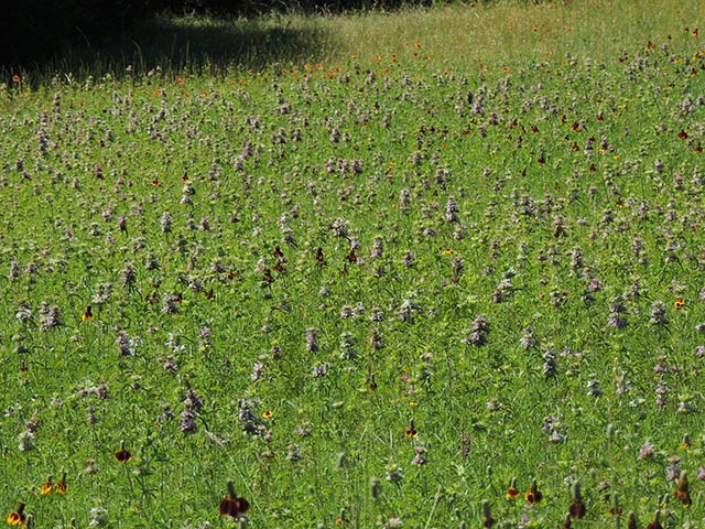 Monarda citriodora ssp. citriodora (Lemon beebalm) #65447