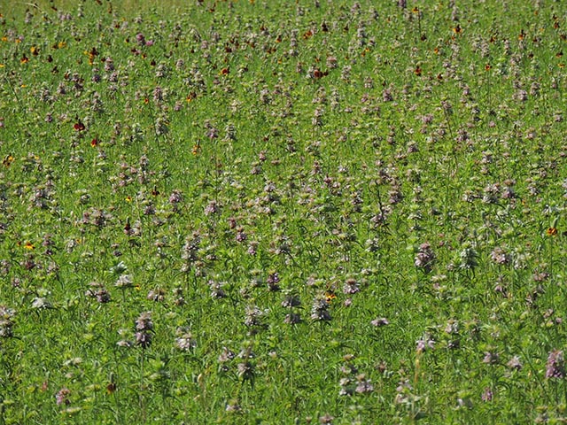 Monarda citriodora ssp. citriodora (Lemon beebalm) #65448