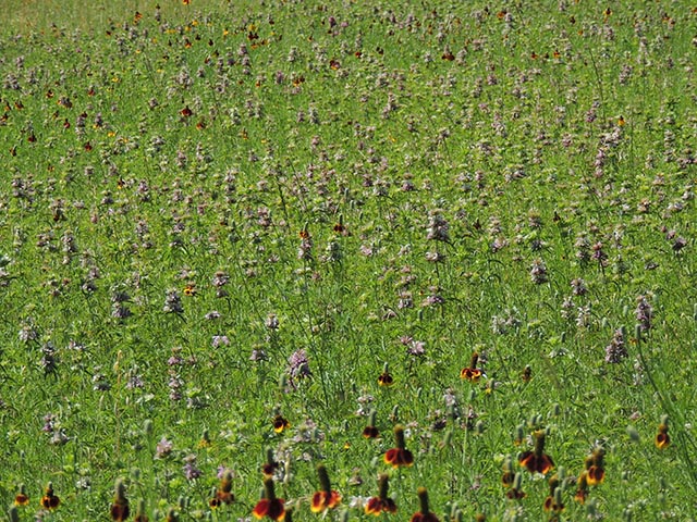 Monarda citriodora ssp. citriodora (Lemon beebalm) #65449