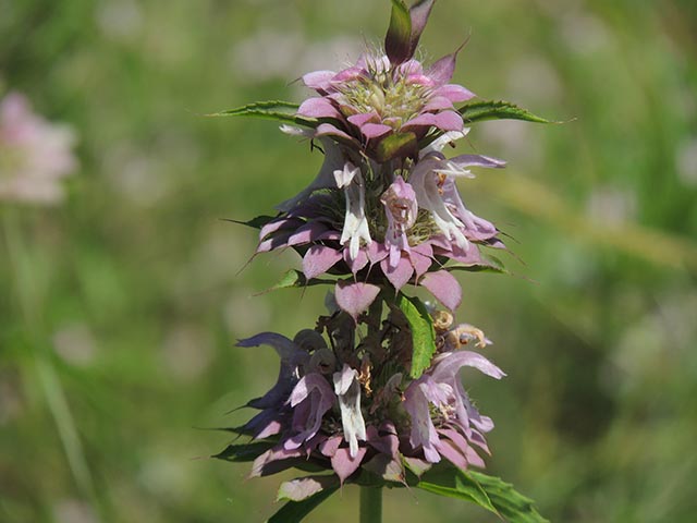 Monarda citriodora ssp. citriodora (Lemon beebalm) #65450