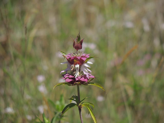 Monarda citriodora ssp. citriodora (Lemon beebalm) #65451