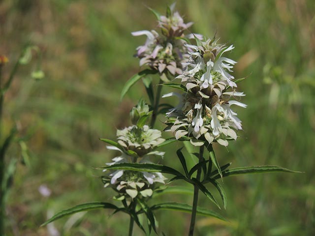 Monarda citriodora ssp. citriodora (Lemon beebalm) #65452