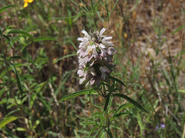 Monarda citriodora ssp. citriodora (Lemon beebalm) #65453