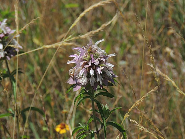 Monarda citriodora ssp. citriodora (Lemon beebalm) #65454