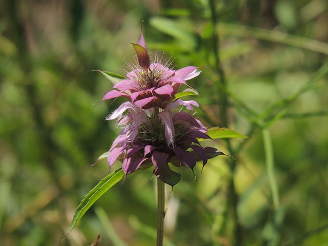 Monarda citriodora ssp. citriodora (Lemon beebalm) #65455