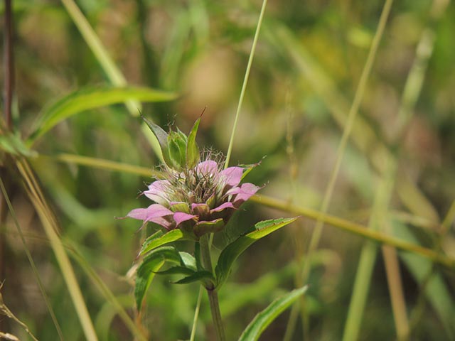 Monarda citriodora ssp. citriodora (Lemon beebalm) #65456