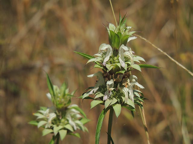 Monarda citriodora ssp. citriodora (Lemon beebalm) #65457