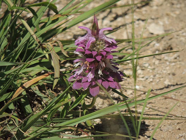 Monarda citriodora ssp. citriodora (Lemon beebalm) #65458