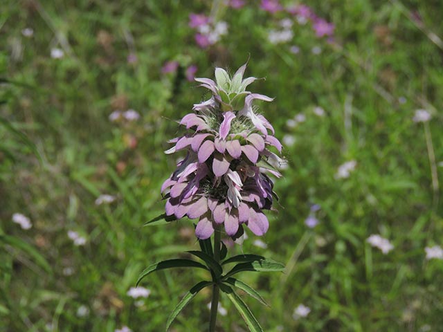 Monarda citriodora ssp. citriodora (Lemon beebalm) #65459