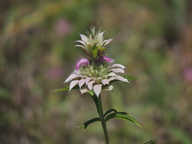 Monarda citriodora ssp. citriodora (Lemon beebalm) #65460