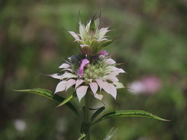 Monarda citriodora ssp. citriodora (Lemon beebalm) #65461