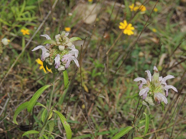 Monarda citriodora ssp. citriodora (Lemon beebalm) #65463