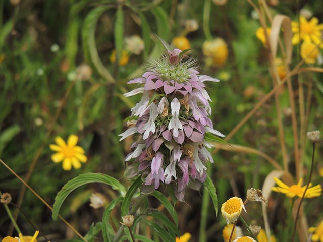 Monarda citriodora ssp. citriodora (Lemon beebalm) #65464