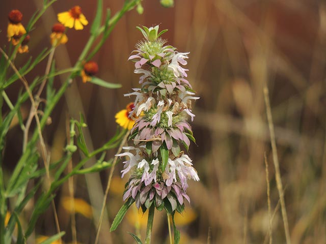 Monarda citriodora ssp. citriodora (Lemon beebalm) #65465