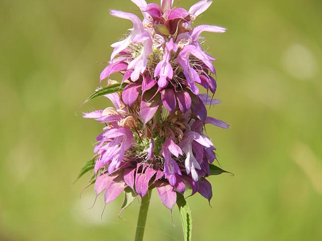 Monarda citriodora ssp. citriodora (Lemon beebalm) #65466