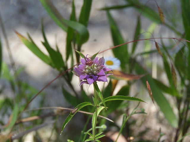 Monarda citriodora ssp. citriodora (Lemon beebalm) #65467