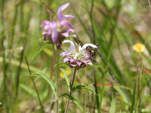 Monarda citriodora ssp. citriodora (Lemon beebalm) #65468