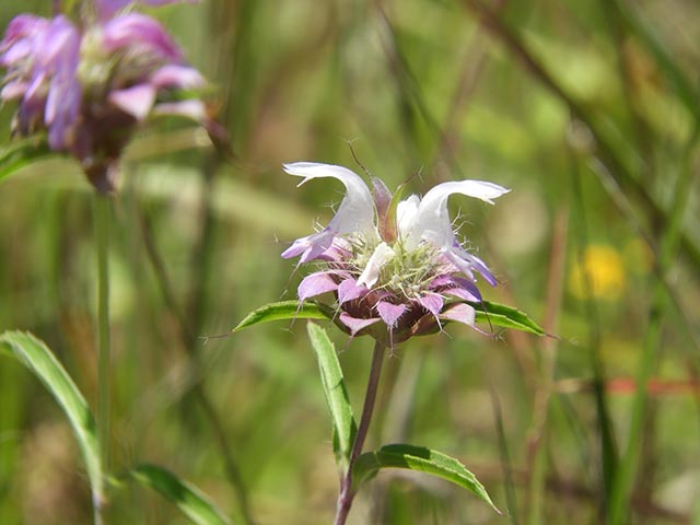 Monarda citriodora ssp. citriodora (Lemon beebalm) #65469