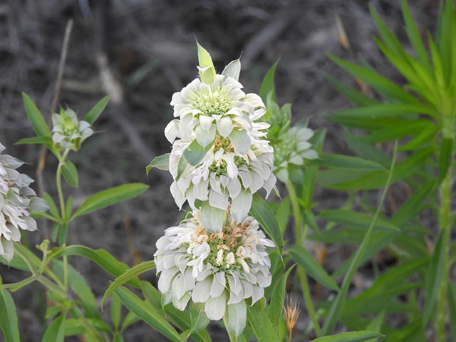 Monarda citriodora ssp. citriodora (Lemon beebalm) #65470