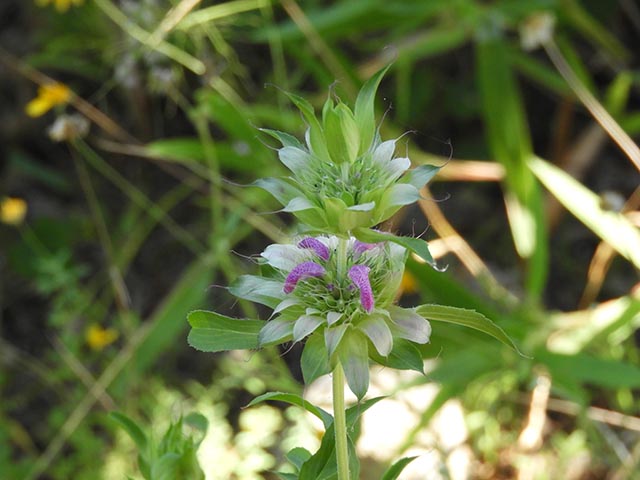 Monarda citriodora ssp. citriodora (Lemon beebalm) #65471