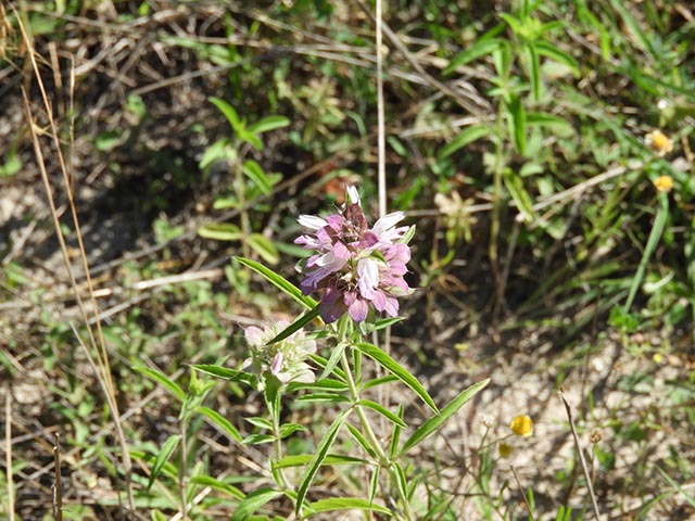 Monarda citriodora ssp. citriodora (Lemon beebalm) #65473