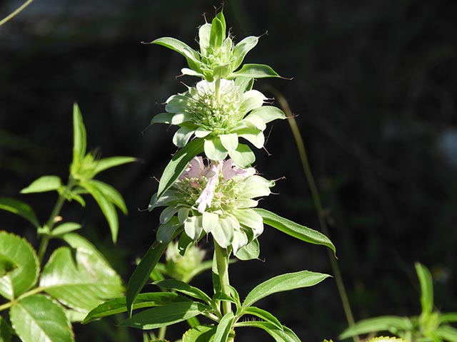 Monarda citriodora ssp. citriodora (Lemon beebalm) #65474