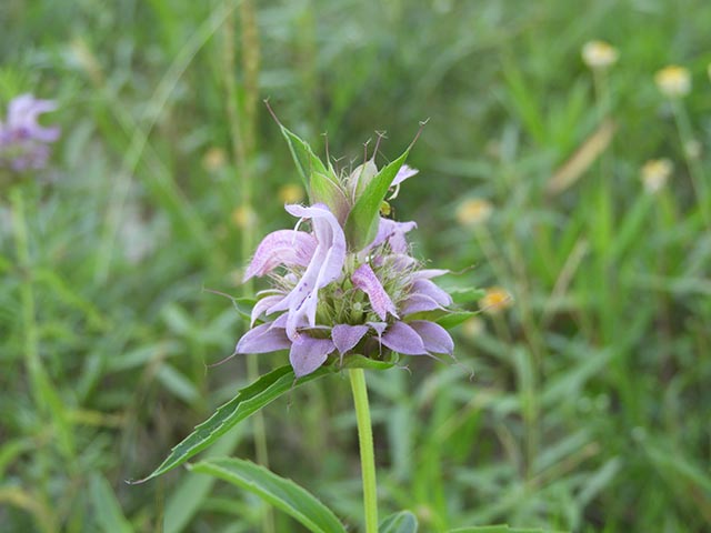 Monarda citriodora ssp. citriodora (Lemon beebalm) #65475