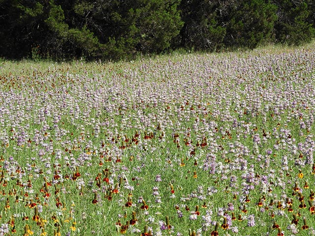 Monarda citriodora ssp. citriodora (Lemon beebalm) #65476