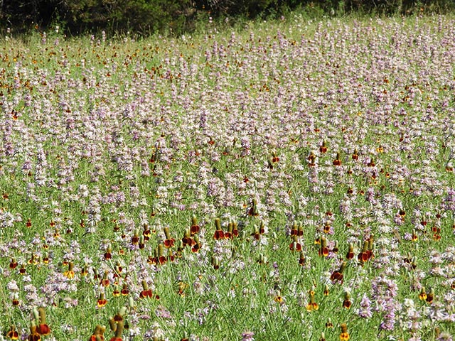 Monarda citriodora ssp. citriodora (Lemon beebalm) #65477