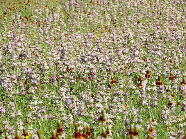 Monarda citriodora ssp. citriodora (Lemon beebalm) #65478