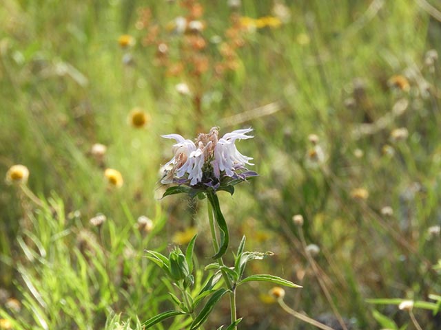 Monarda citriodora ssp. citriodora (Lemon beebalm) #65479