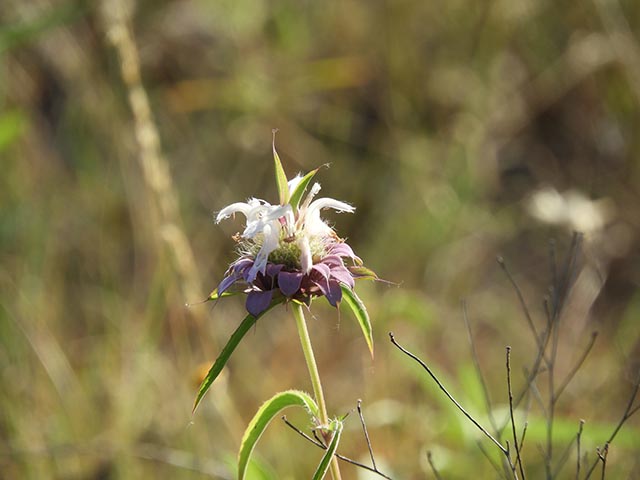 Monarda citriodora ssp. citriodora (Lemon beebalm) #65480