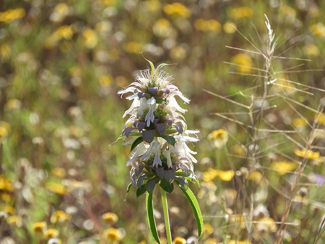 Monarda citriodora ssp. citriodora (Lemon beebalm) #65481