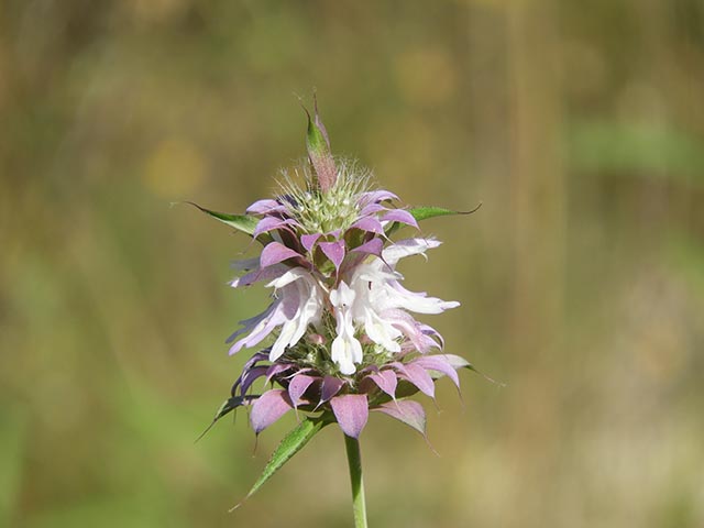 Monarda citriodora ssp. citriodora (Lemon beebalm) #65482